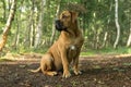 Young boerboel or South African Mastiff seen from the front in a forrest setting