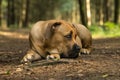 Young boerboel or South African Mastiff seen from the front in a forrest setting