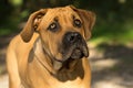 Young boerboel or South African Mastiff seen from the front in a forrest setting