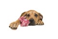 Young boerboel or South African mastiff seen from the front lying down holding on a pink and white woven rope toy