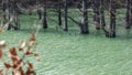 Young bog cypresses stand in the lake water