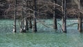Young bog cypresses stand in the lake water