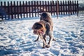 Young Bohemian Wire-haired dog named Pointing Griffon plays with wood and tries to tear it apart into tiny particles with her