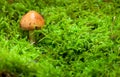 Young boletus on green moss background Royalty Free Stock Photo