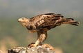 young Bonelli`s eagle eats the prey on the rock Royalty Free Stock Photo