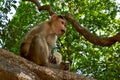 Young bonnet macaque sitting on a tree