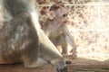 Bonnet macaque juvenile