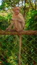 A young Bonnet monkey sitting on a fence facing the camera, copy space
