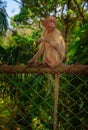A young Bonnet monkey sitting on a fence facing the camera, copy space