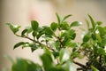 Young bonsai leaves Royalty Free Stock Photo