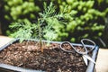 Young bonsai seedling tree growing up, coniferous Royalty Free Stock Photo