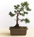 Young Bonsai Tree Royalty Free Stock Photo