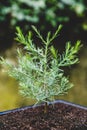 Young bonsai tree seedling plant growing up Royalty Free Stock Photo