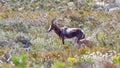 Young Bontebok With Mother