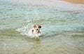 Young Border Colie swimming in the sea