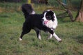 Young border collie dog Royalty Free Stock Photo