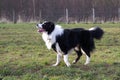 Young border collie dog Royalty Free Stock Photo