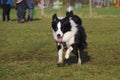 Young border collie dog Royalty Free Stock Photo