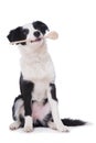 Young border collie dog keeps cooking spoon in its mouth Royalty Free Stock Photo