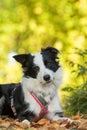 Young border collie dog lying in autumn leaves Royalty Free Stock Photo