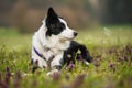 Young border collie dog in a lying in a meadow