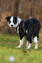 Young border collie dog in nature background Royalty Free Stock Photo