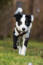 Young border collie dog in nature background Royalty Free Stock Photo