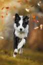 Young border collie dog in nature background