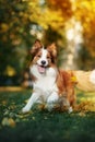 Young border collie dog playing with leaves in autumn Royalty Free Stock Photo