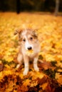 Young border collie dog playing with leaves and holds a piece of wood in autumn Royalty Free Stock Photo