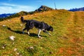 Border collies on mountain ridgeway and meadow