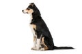 Young border collie dog sitting on white background