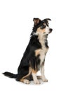 Young border collie dog sitting on white background