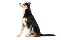 Young border collie dog sitting on white background Royalty Free Stock Photo