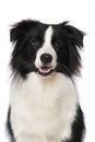Young border collie dog sits frontally on a white background Royalty Free Stock Photo