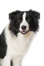 Young border collie dog sits frontally on a white background Royalty Free Stock Photo