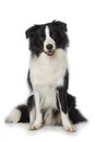 Young border collie dog sits frontally on a white background Royalty Free Stock Photo