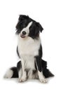 Young border collie dog sits frontally on a white background Royalty Free Stock Photo