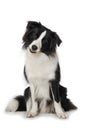 Young border collie dog sits frontally on a white background Royalty Free Stock Photo