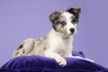 A young border collie puppy lying down looking at the camera on a purple pillow on a lavender background Royalty Free Stock Photo
