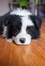 Young border collie Royalty Free Stock Photo