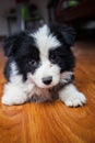 young border collie Royalty Free Stock Photo