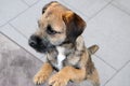 Young border terrier puppy observing something Royalty Free Stock Photo