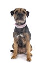 Young border terrier Royalty Free Stock Photo