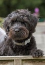 A young Borderpoo dog looking over a garden fence Royalty Free Stock Photo