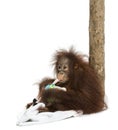 Young Bornean orangutan leant against a tree trunk