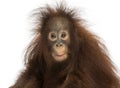 Young Bornean orangutan looking impressed, Pongo pygmaeus Royalty Free Stock Photo