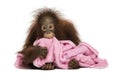 Young Bornean orangutan lying, cuddling a pink towel