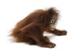 Young Bornean orangutan sitting down, Pongo pygmaeus Royalty Free Stock Photo