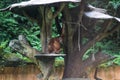 A young bornean orangutan sitting on a tree Royalty Free Stock Photo